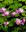 rhonchen